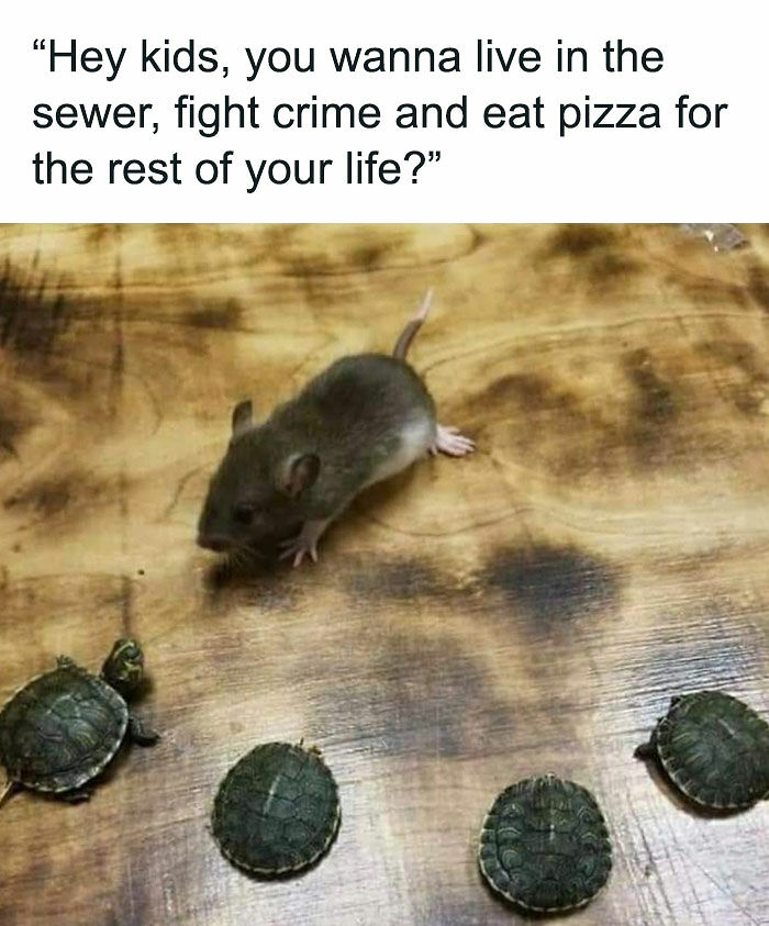 77 Pure And Funny Animal Memes To Calm Your Brain (New Pics)
