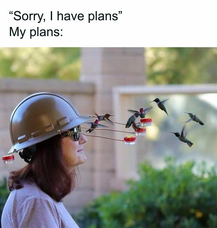 77 Pure And Funny Animal Memes To Calm Your Brain (New Pics)
