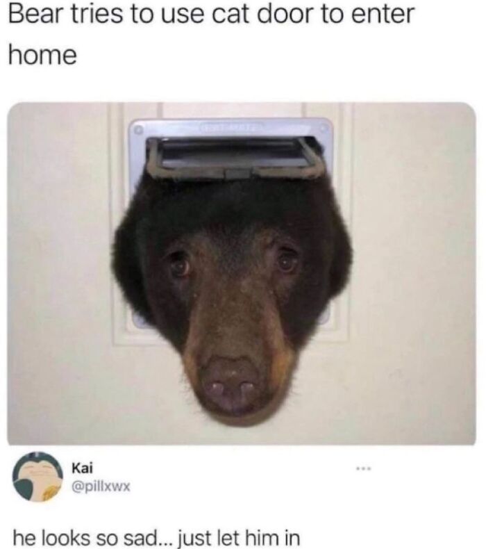 77 Pure And Funny Animal Memes To Calm Your Brain (New Pics)