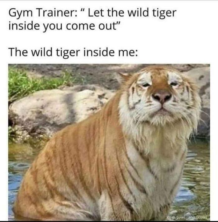 77 Pure And Funny Animal Memes To Calm Your Brain (New Pics)