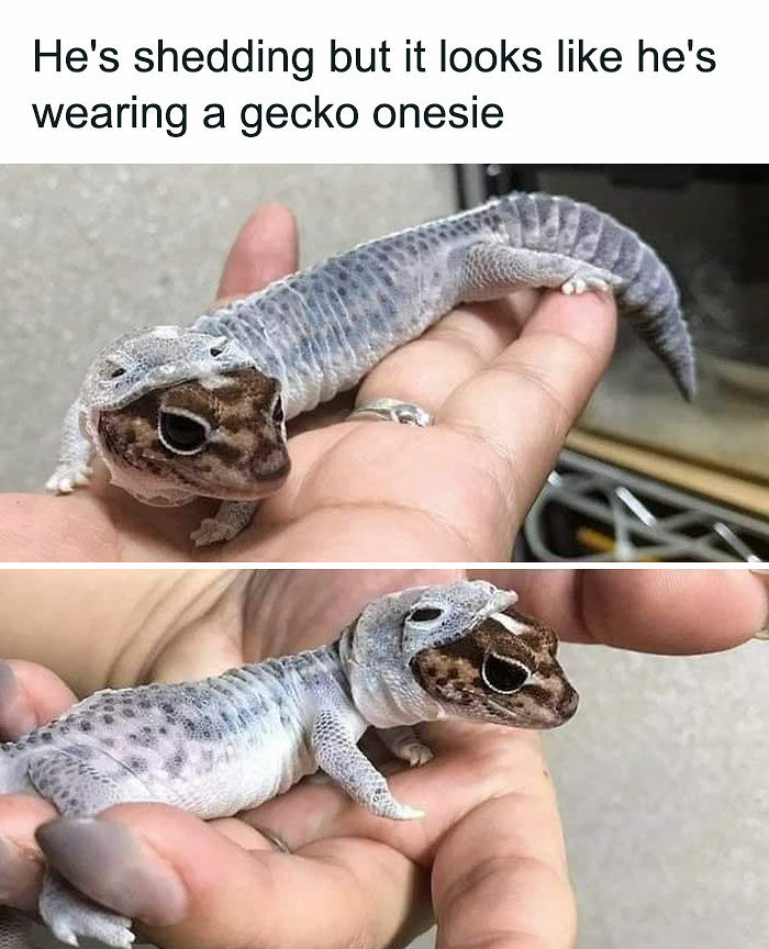 77 Pure And Funny Animal Memes To Calm Your Brain (New Pics)