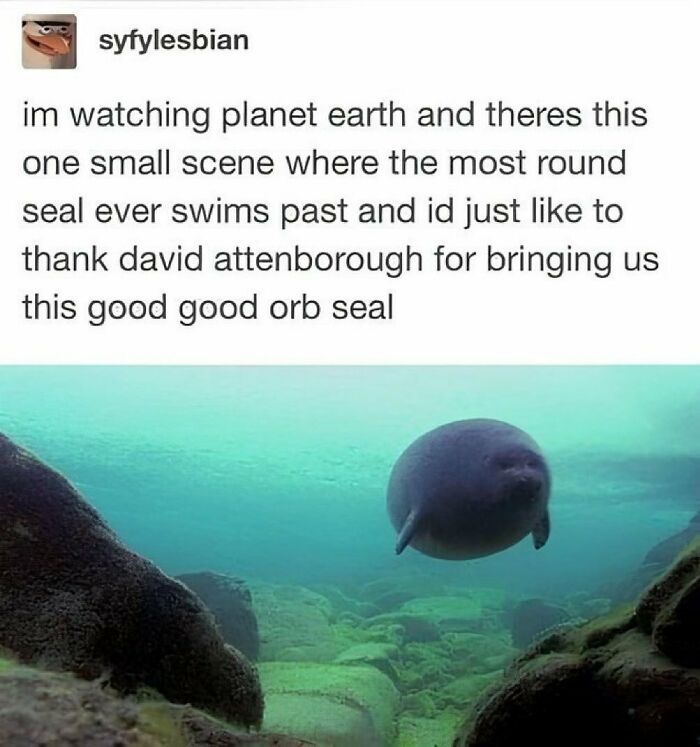 77 Pure And Funny Animal Memes To Calm Your Brain (New Pics)