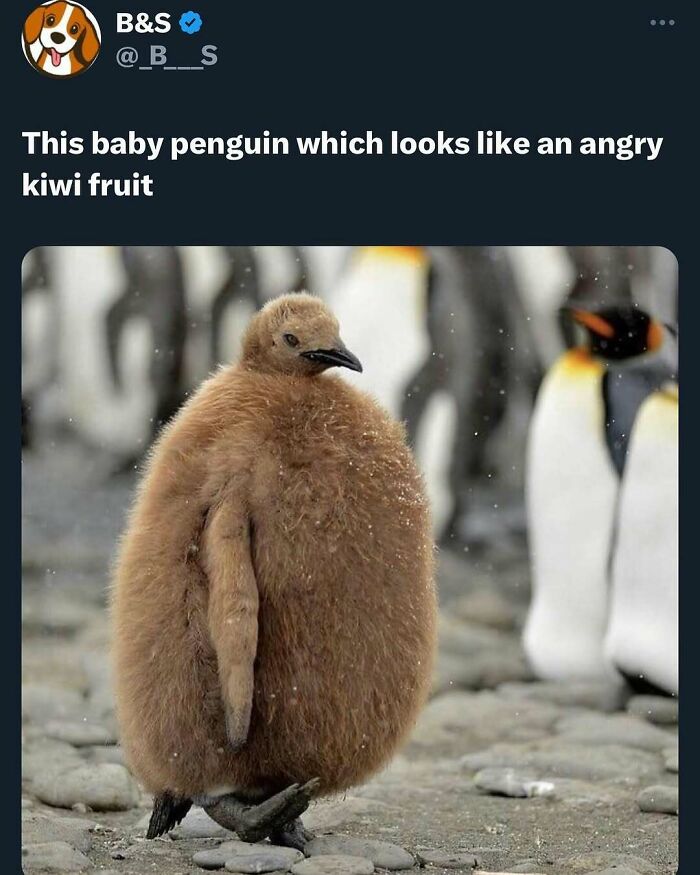 77 Pure And Funny Animal Memes To Calm Your Brain (New Pics)