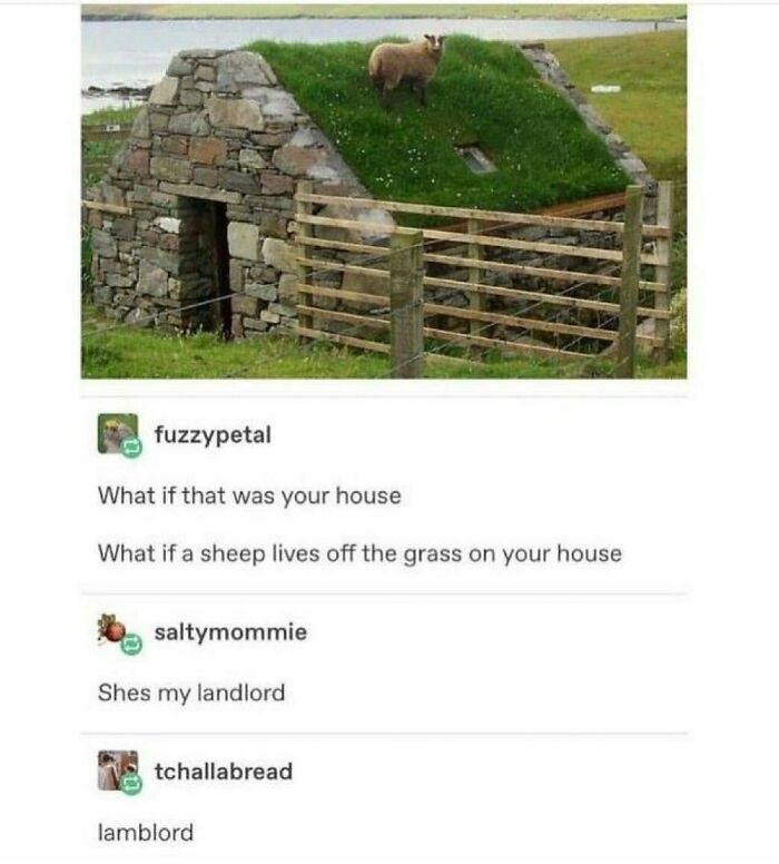 77 Pure And Funny Animal Memes To Calm Your Brain (New Pics)
