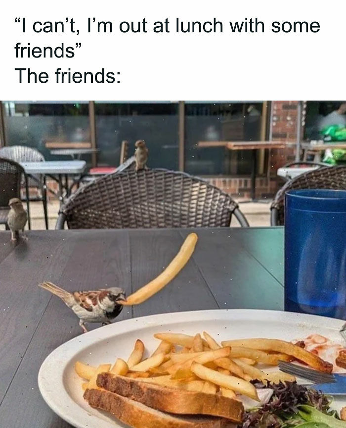 77 Pure And Funny Animal Memes To Calm Your Brain (New Pics)