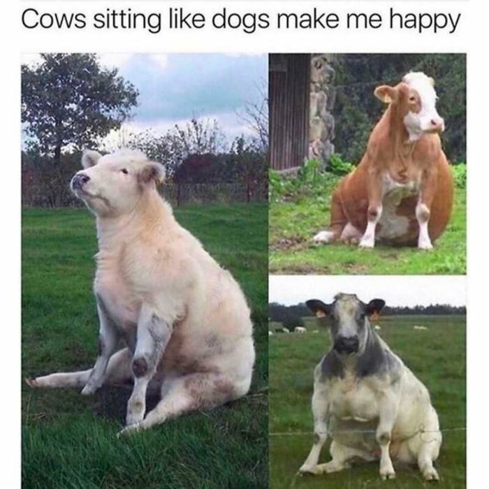 77 Pure And Funny Animal Memes To Calm Your Brain (New Pics)