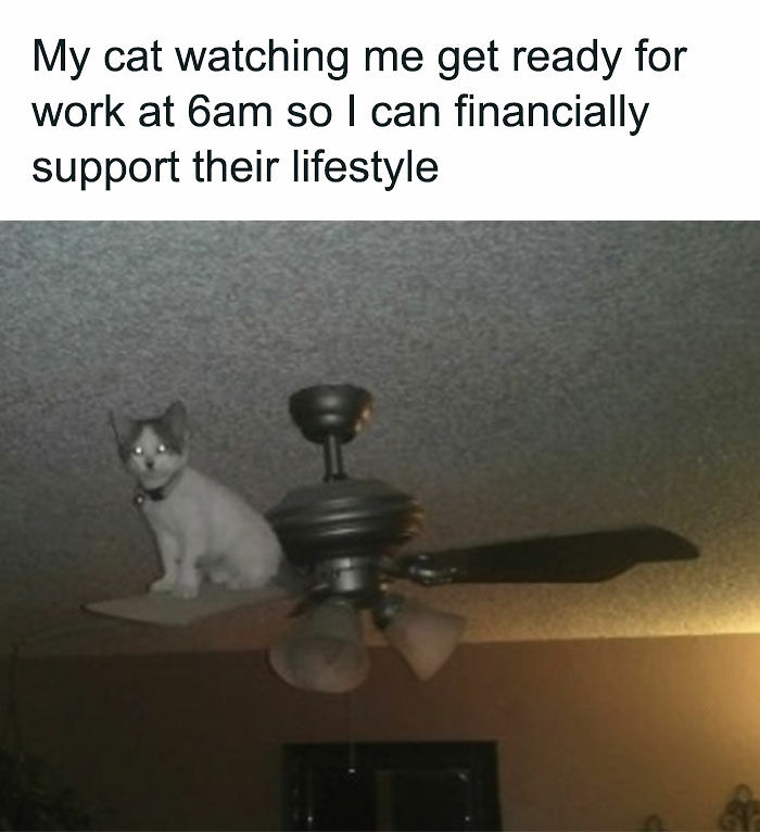 77 Pure And Funny Animal Memes To Calm Your Brain (New Pics)