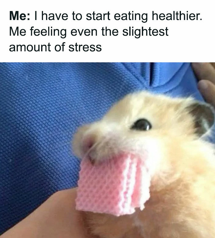 77 Pure And Funny Animal Memes To Calm Your Brain (New Pics)