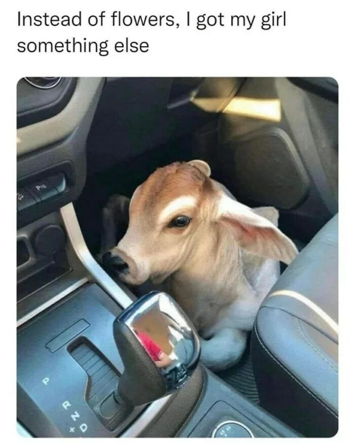 77 Pure And Funny Animal Memes To Calm Your Brain (New Pics)