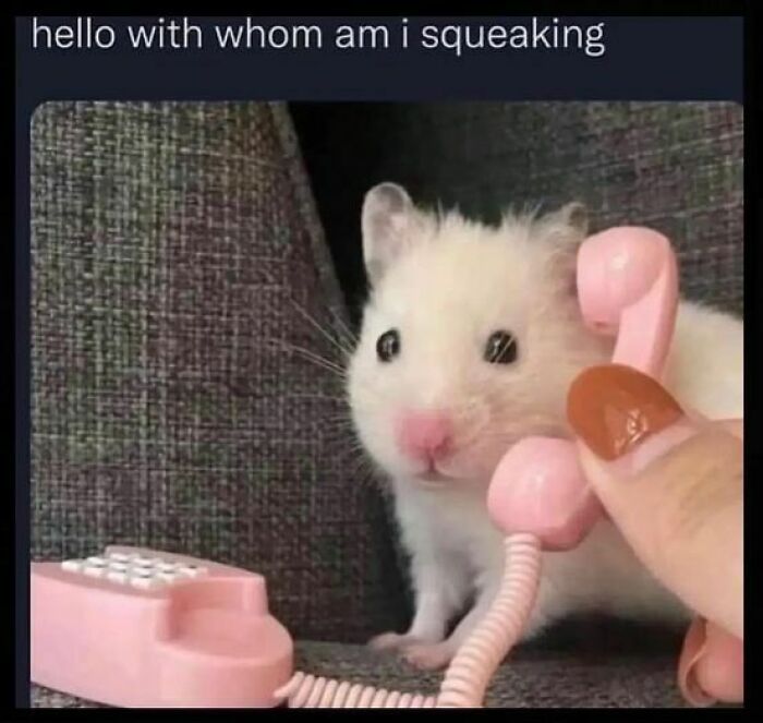 77 Pure And Funny Animal Memes To Calm Your Brain (New Pics)