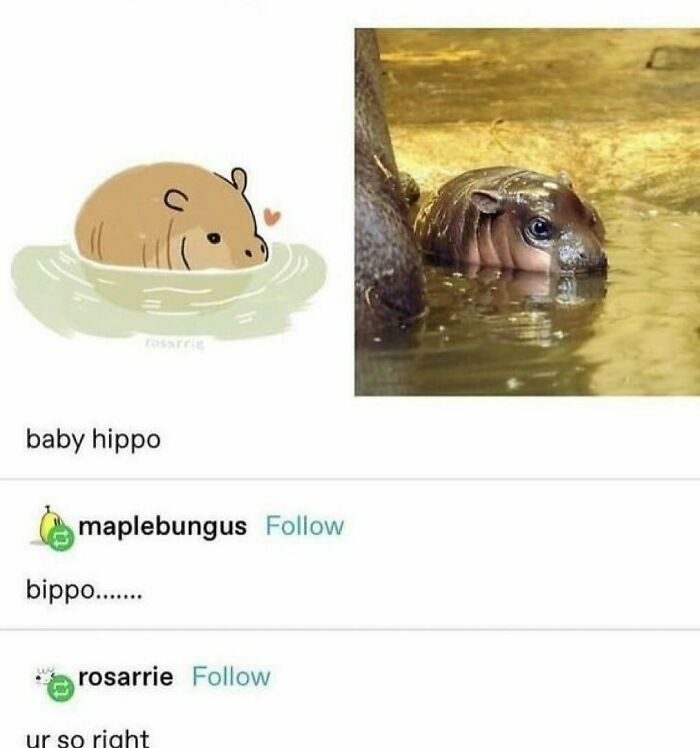 77 Pure And Funny Animal Memes To Calm Your Brain (New Pics)