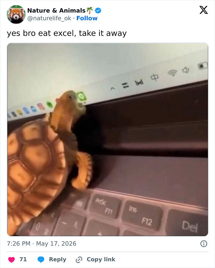77 Pure And Funny Animal Memes To Calm Your Brain (New Pics)