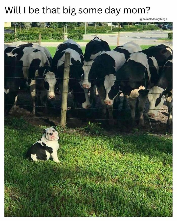 77 Pure And Funny Animal Memes To Calm Your Brain (New Pics)