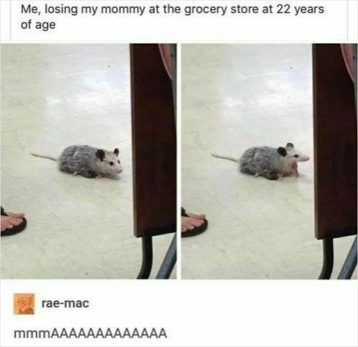 77 Pure And Funny Animal Memes To Calm Your Brain (New Pics)