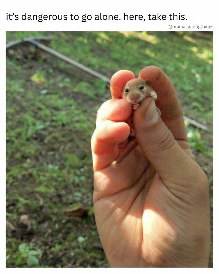 77 Pure And Funny Animal Memes To Calm Your Brain (New Pics)