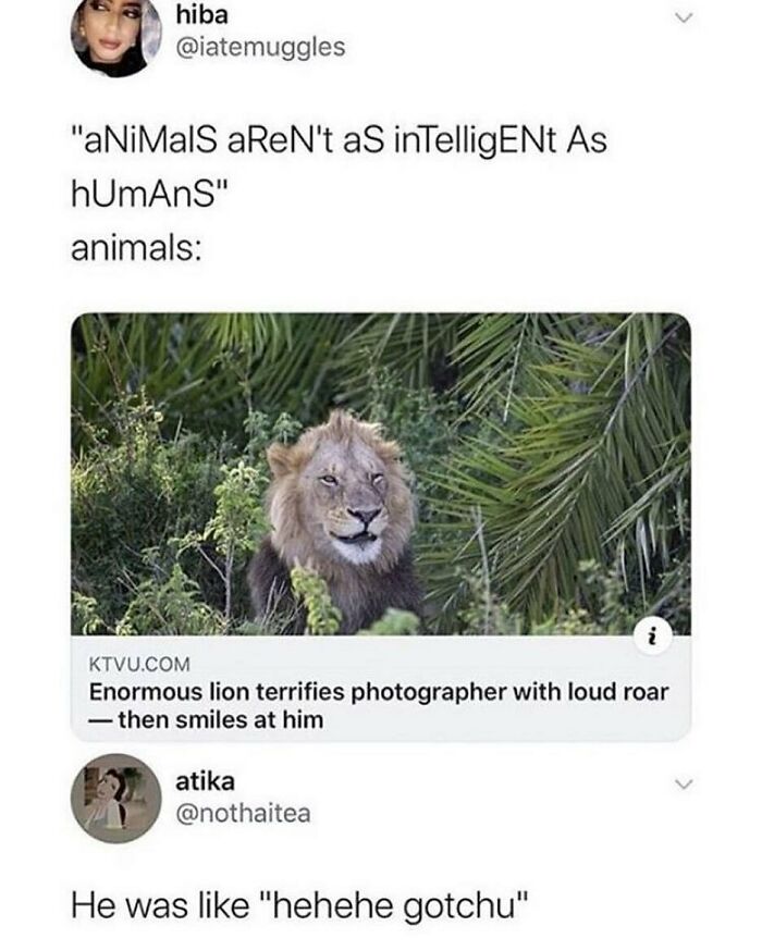 77 Pure And Funny Animal Memes To Calm Your Brain (New Pics)