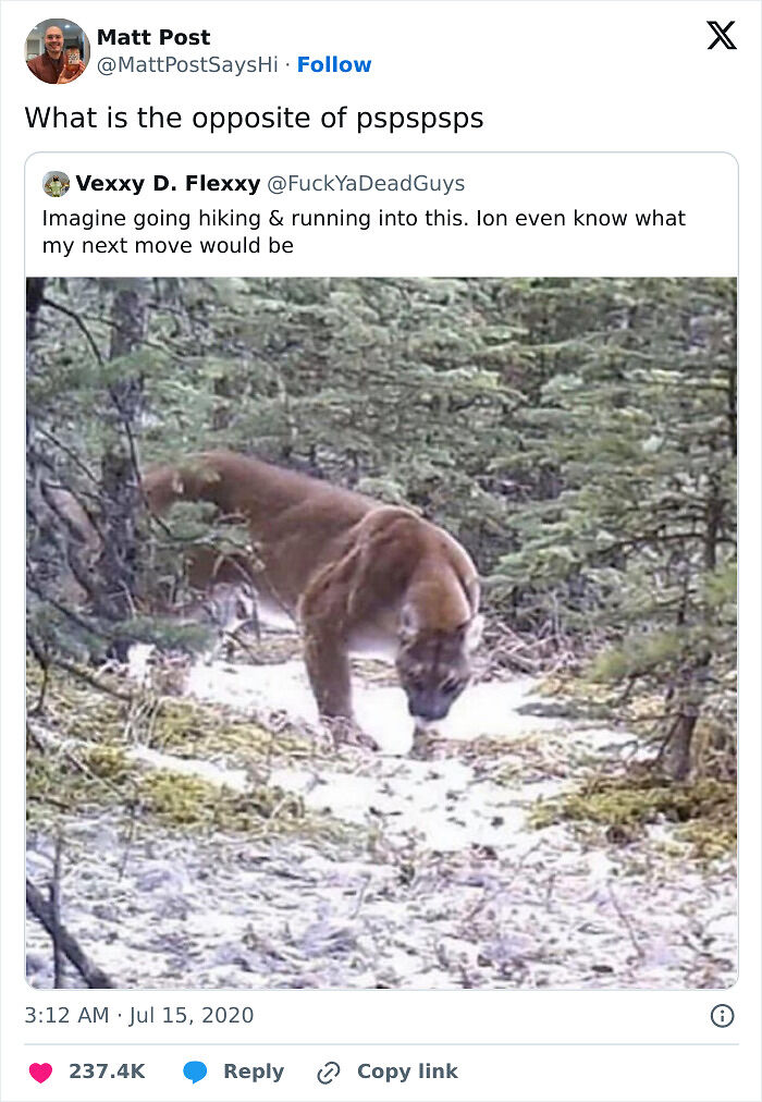 77 Pure And Funny Animal Memes To Calm Your Brain (New Pics)