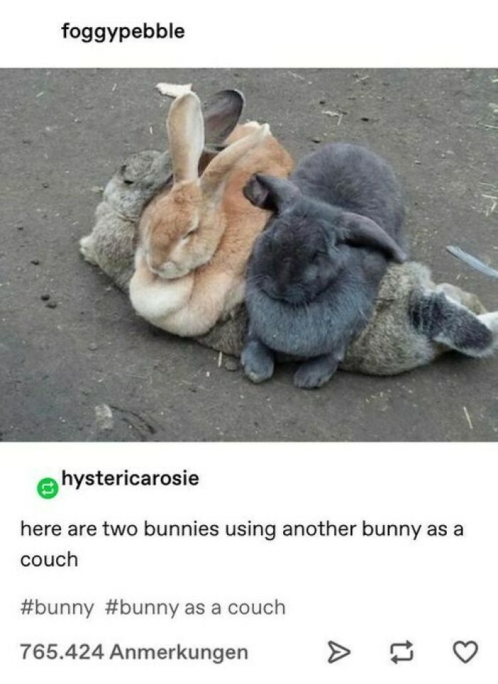 77 Pure And Funny Animal Memes To Calm Your Brain (New Pics)