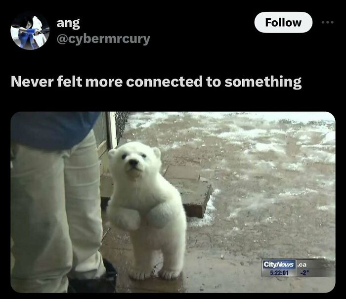 77 Pure And Funny Animal Memes To Calm Your Brain (New Pics)