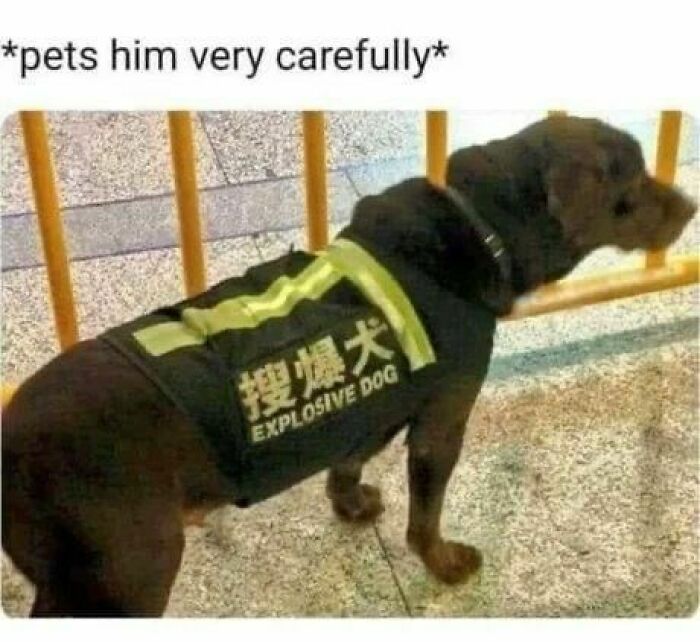 77 Pure And Funny Animal Memes To Calm Your Brain (New Pics)