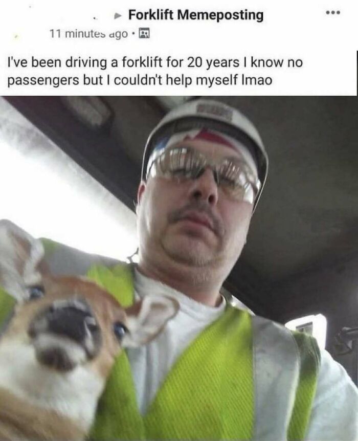 77 Pure And Funny Animal Memes To Calm Your Brain (New Pics)