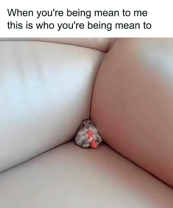 77 Pure And Funny Animal Memes To Calm Your Brain (New Pics)
