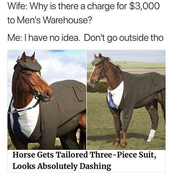 77 Pure And Funny Animal Memes To Calm Your Brain (New Pics)