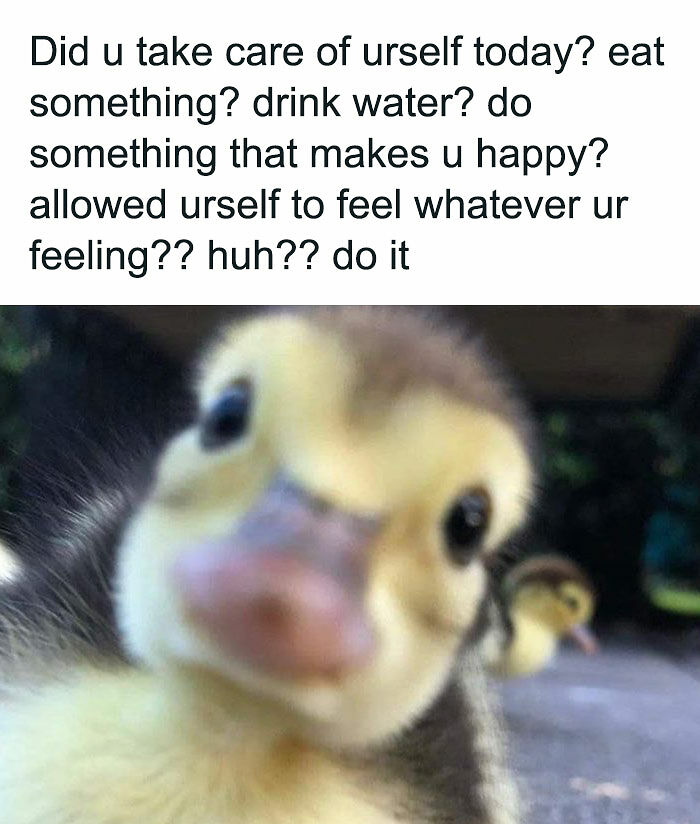 77 Pure And Funny Animal Memes To Calm Your Brain (New Pics)