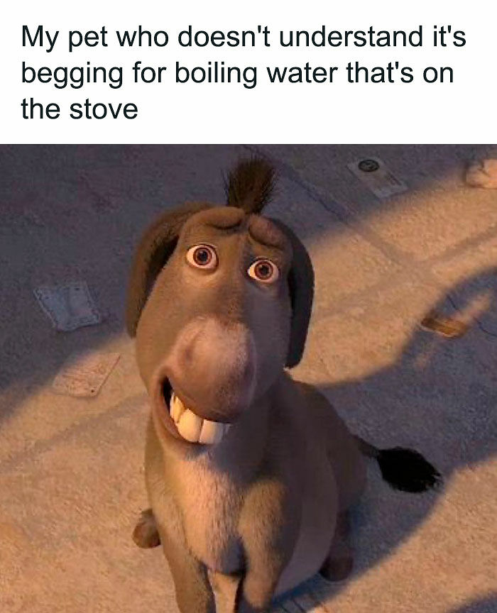 77 Pure And Funny Animal Memes To Calm Your Brain (New Pics)