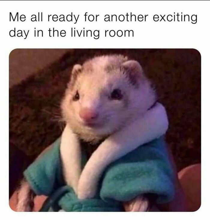 77 Pure And Funny Animal Memes To Calm Your Brain (New Pics)