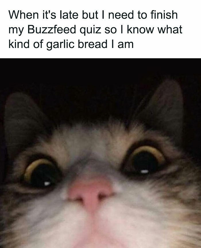 77 Pure And Funny Animal Memes To Calm Your Brain (New Pics)