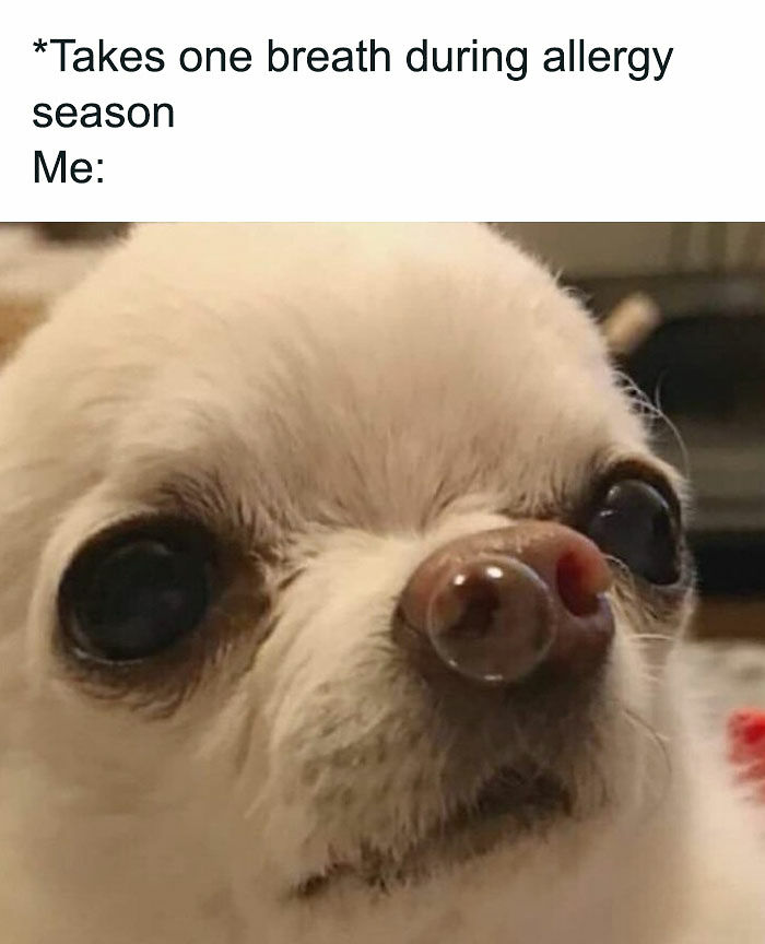 77 Pure And Funny Animal Memes To Calm Your Brain (New Pics)