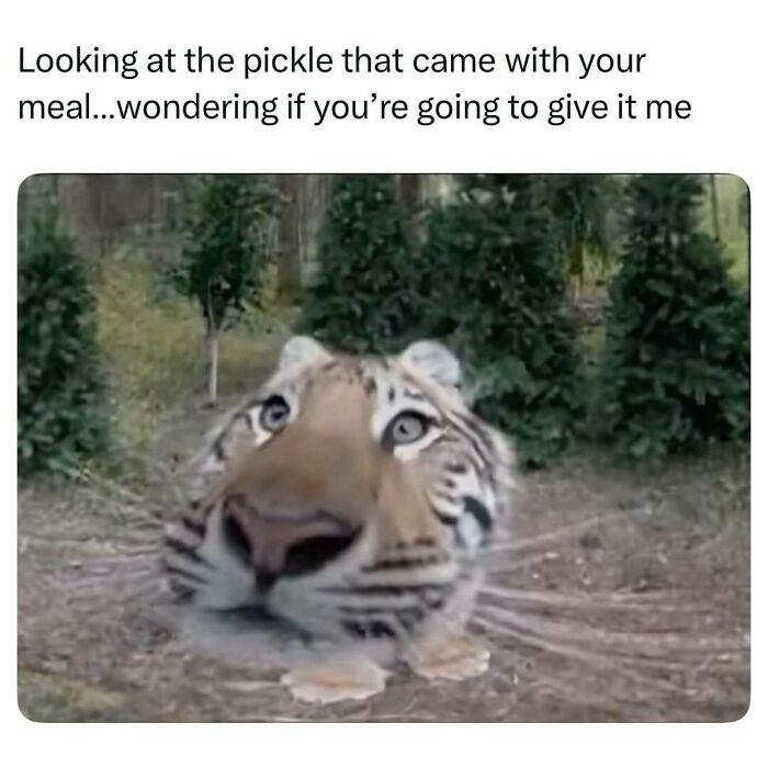 77 Pure And Funny Animal Memes To Calm Your Brain (New Pics)