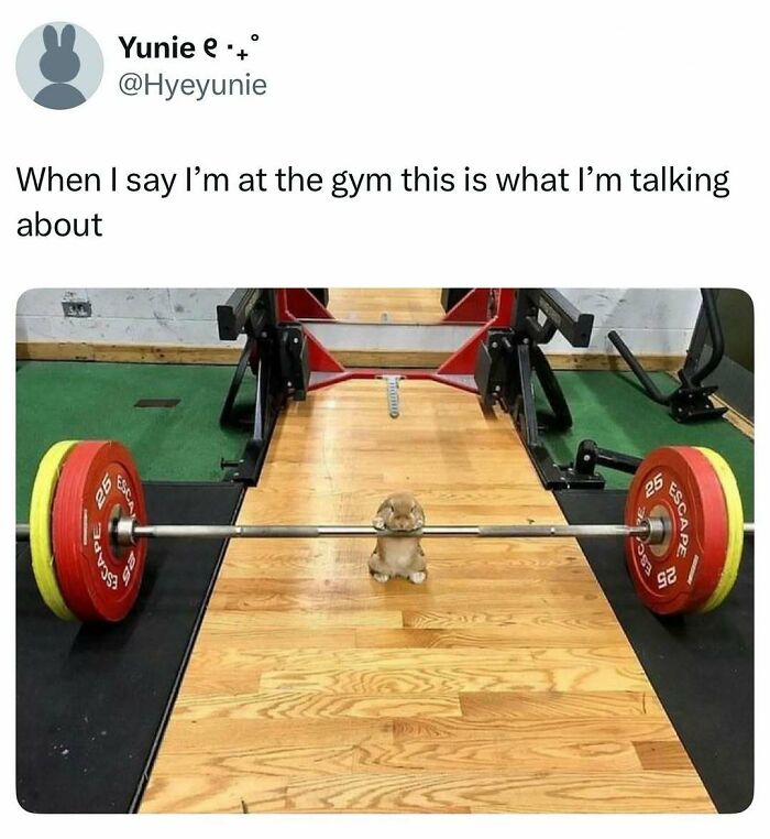 77 Pure And Funny Animal Memes To Calm Your Brain (New Pics)