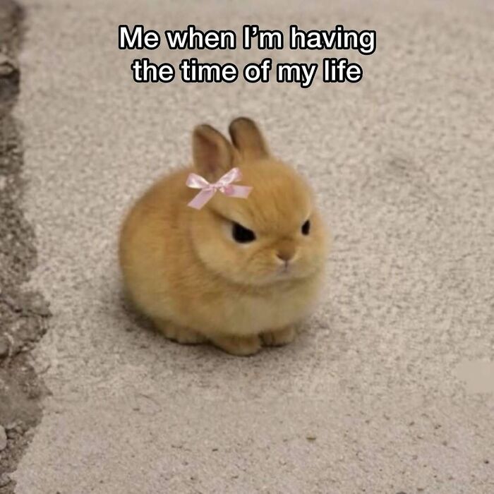77 Pure And Funny Animal Memes To Calm Your Brain (New Pics)