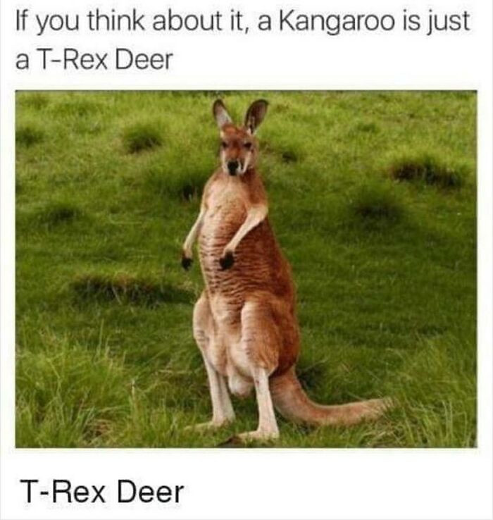 77 Pure And Funny Animal Memes To Calm Your Brain (New Pics)
