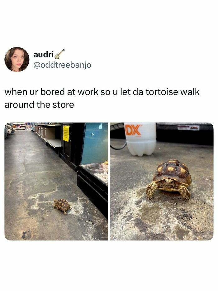 77 Pure And Funny Animal Memes To Calm Your Brain (New Pics)