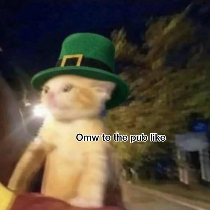 77 Pure And Funny Animal Memes To Calm Your Brain (New Pics)