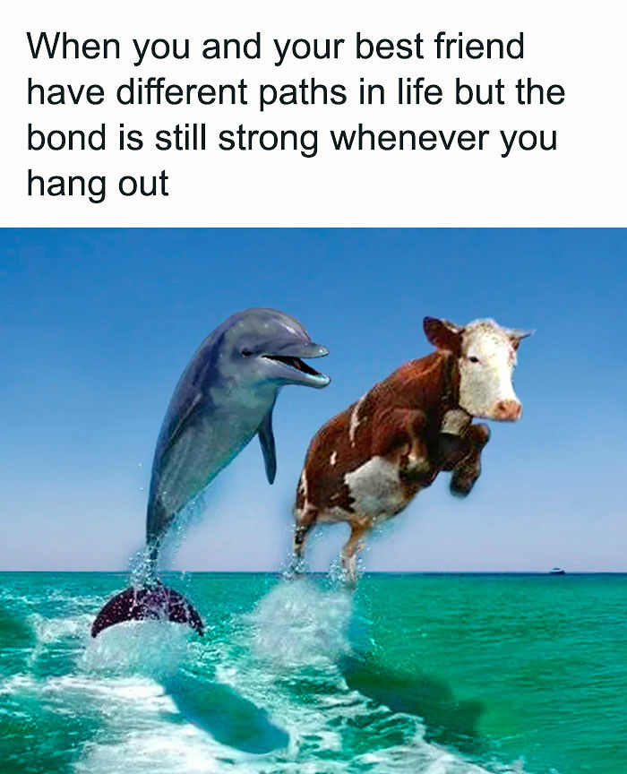 77 Pure And Funny Animal Memes To Calm Your Brain (New Pics)