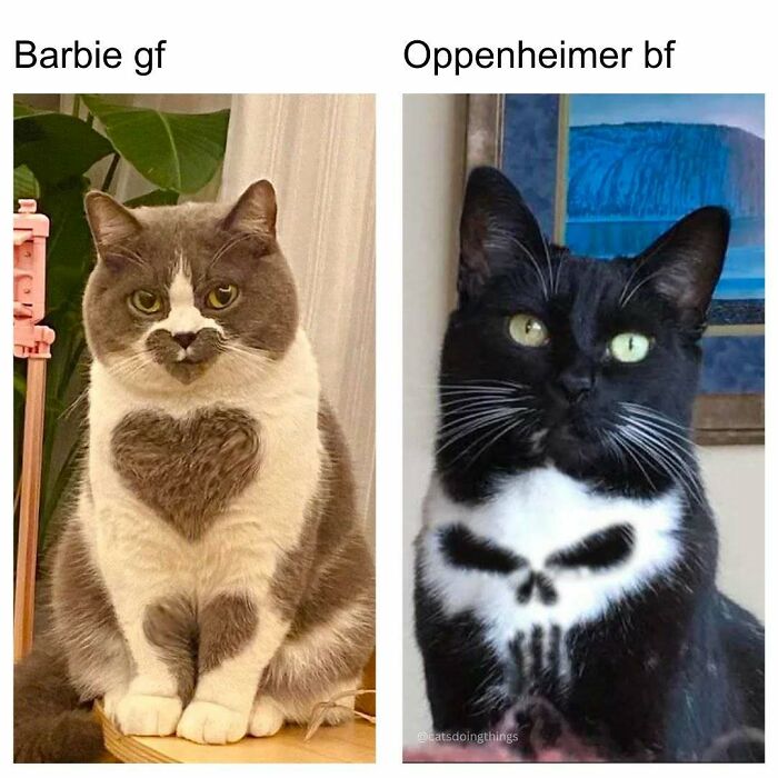 77 Pure And Funny Animal Memes To Calm Your Brain (New Pics)