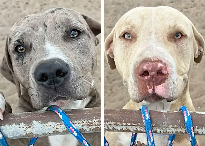 Dog Owner Fakes Heart Attack As She’s Arrested After Pets Horrifically Attack Woman In Front Of Husband Dog Owner Fakes Heart Attack As She’s Arrested After Pets Horrifically Attack Woman In Front Of Husband