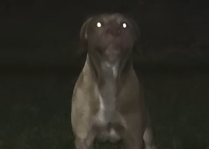 Dog Owner Fakes Heart Attack As She’s Arrested After Pets Horrifically Attack Woman In Front Of Husband Dog Owner Fakes Heart Attack As She’s Arrested After Pets Horrifically Attack Woman In Front Of Husband