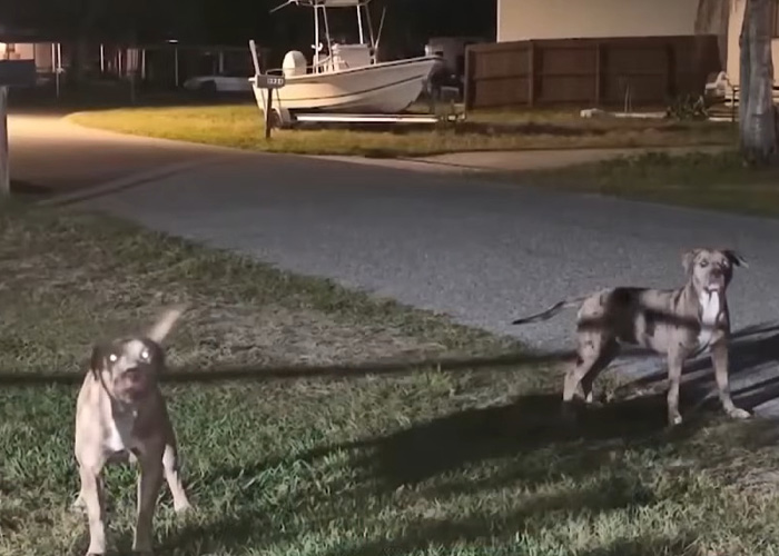 Dog Owner Fakes Heart Attack As She’s Arrested After Pets Horrifically Attack Woman In Front Of Husband Dog Owner Fakes Heart Attack As She’s Arrested After Pets Horrifically Attack Woman In Front Of Husband