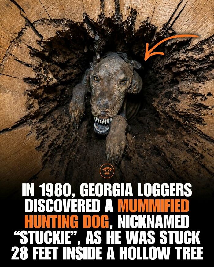 100 Creepy Historical Facts That Sound Too Horrifying To Be Real