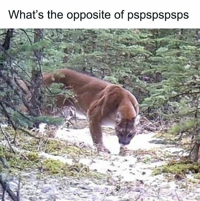 111 Funny Memes To Enjoy When You&rsquo;re Bored, Tired, Or Just Need A Laugh