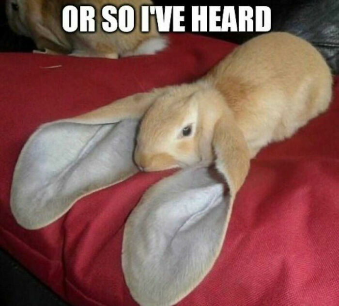 111 Funny Memes To Enjoy When You&rsquo;re Bored, Tired, Or Just Need A Laugh