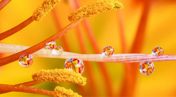 “Can You Identify 16 Everyday Things From Zoomed-In Pics?”: Test Your Brain With This Quiz