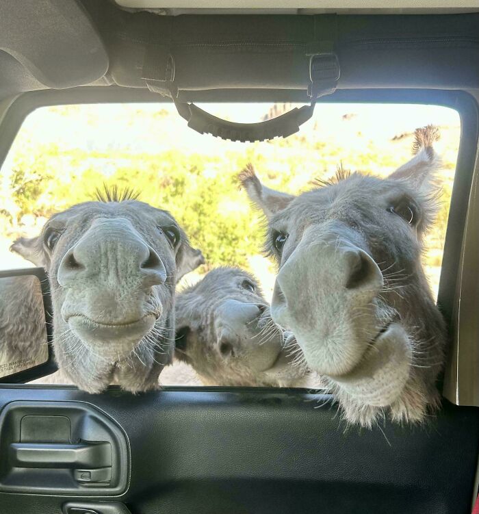99 Of The Most Amusing Animal Faces To Make Your Day