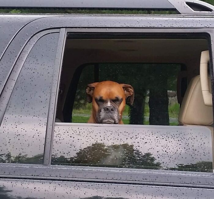 99 Of The Most Amusing Animal Faces To Make Your Day