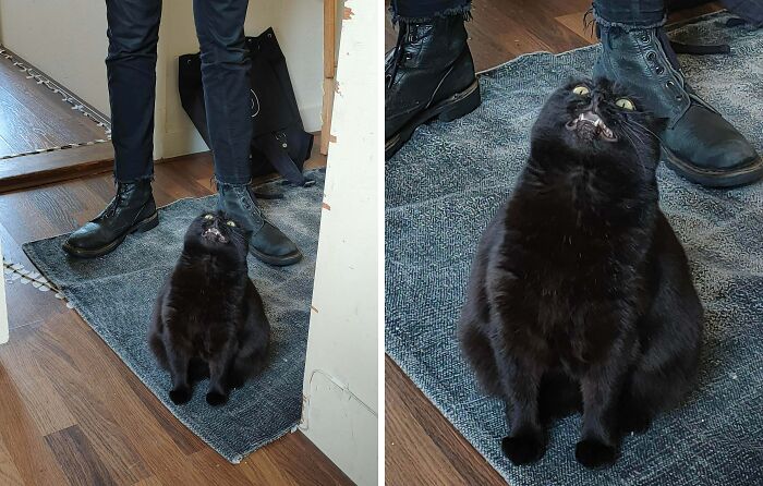 99 Of The Most Amusing Animal Faces To Make Your Day